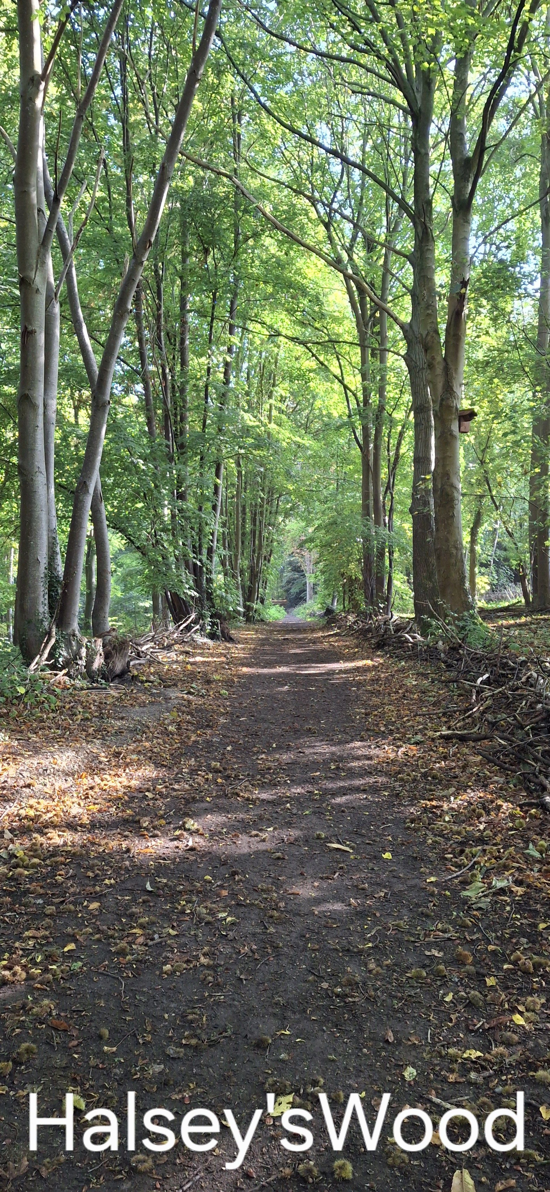 Hasley's Wood